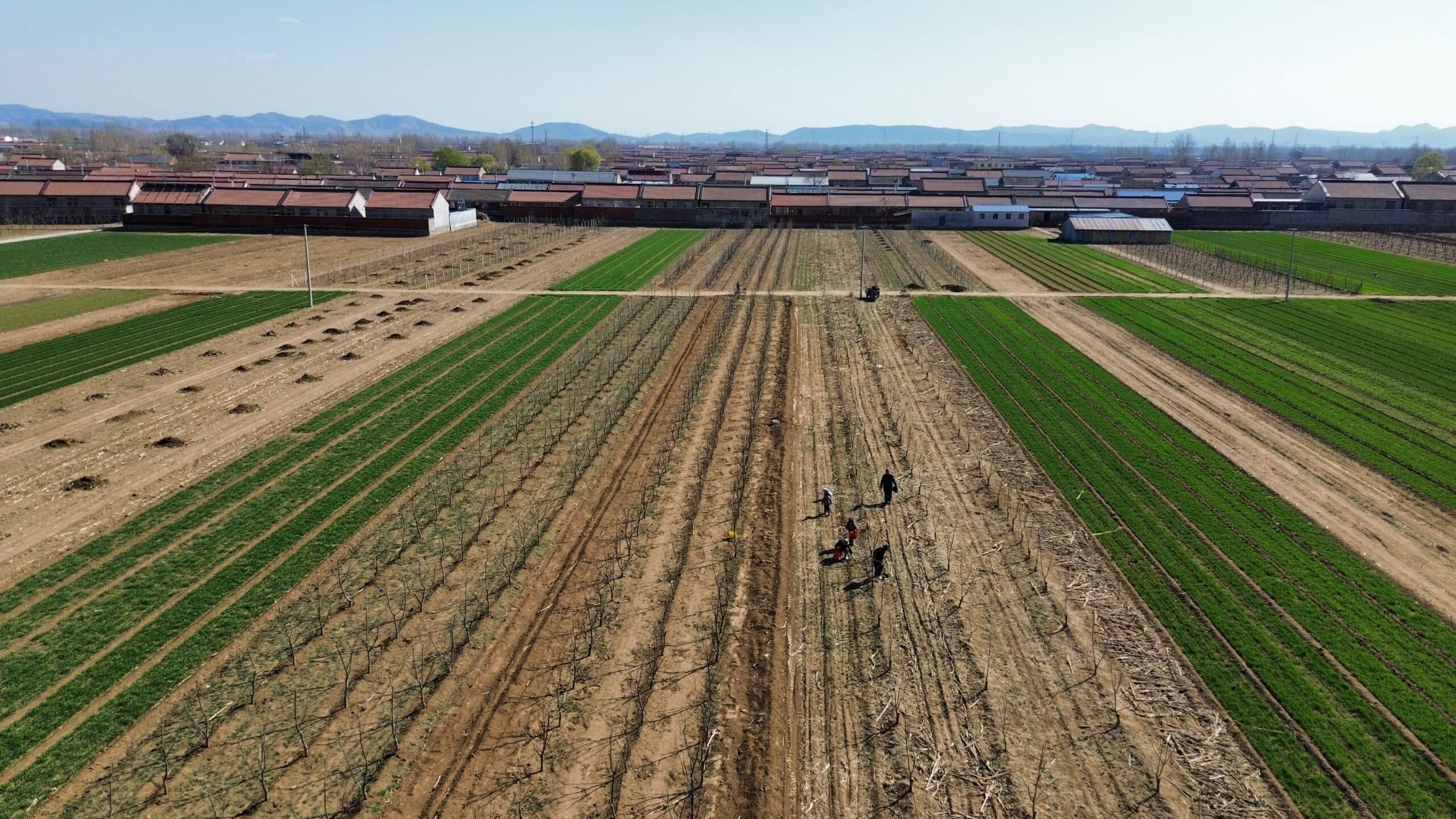 又到了挖野菜的时候了